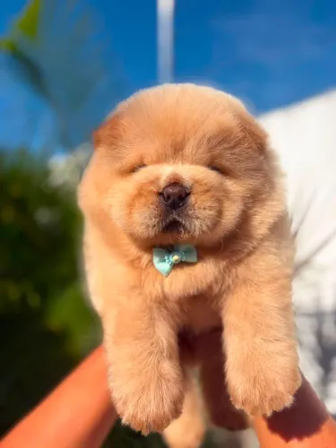 Lindos Filhotes de Chow Chow Puro Padrão Americano- Entrega Próxima!