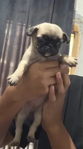 Filhotes de pug