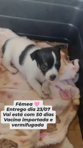 Pinscher fêmea 