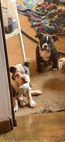 Filhotes de American bully disponível