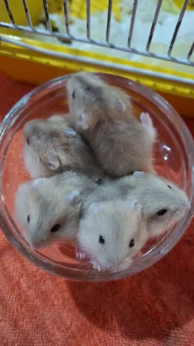 Vendo filhotes de hamster anão russu.