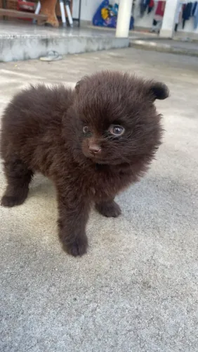 Spitz alemão anão macho