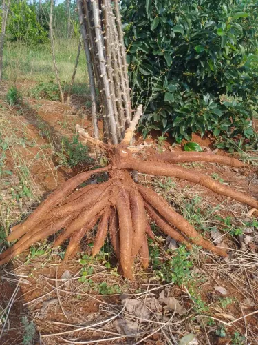 Rama de mandioca amarela de mesa Especificada iac 576.70