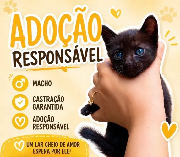 Gatinho lindo para adoção