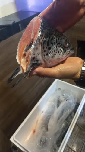Cabeça de Salmão