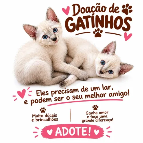 Gatinhos para adoção
