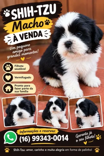 shih tzu