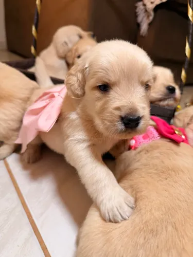 Filhotes de golden Retriever