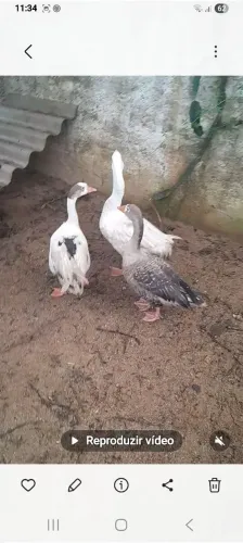3 Gansos