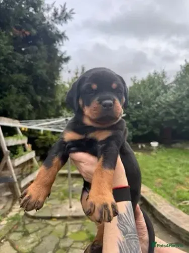 Filhote de cachorro rottweiler super dócil e temperamento equilibrado