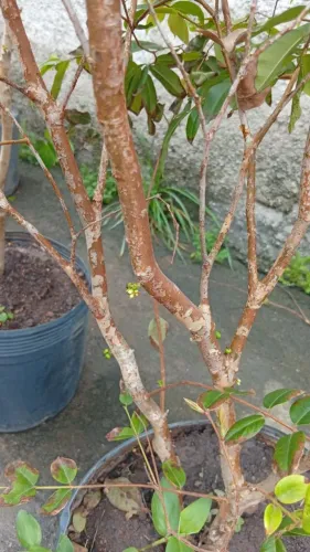 Pé de Jabuticaba com Flôr 