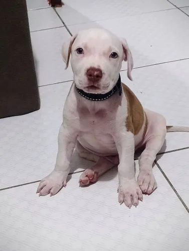 Filhote Pitbull/Pitmonster Macho - Excelente Porte e Muito Lindo