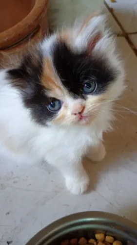 Gato Persa lindos filhotinhos com padrão internacional