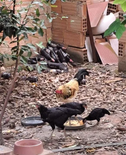 Galinhas e Galo