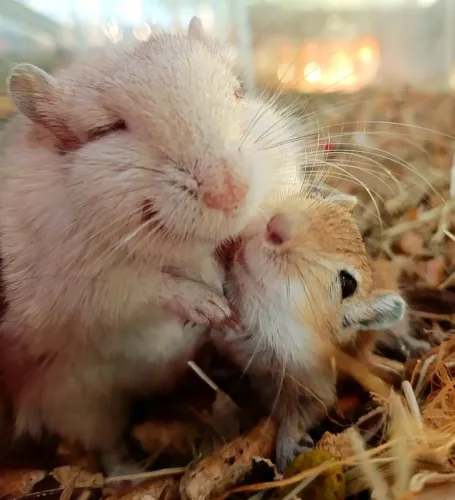 Esquilo da Mongólia filhotes/ gerbil / hamster/ coelhos / porquinho da índia 