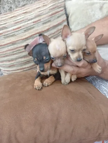 Pinscher filhote disponível Preto e Caramelo, Macho e Fêmea