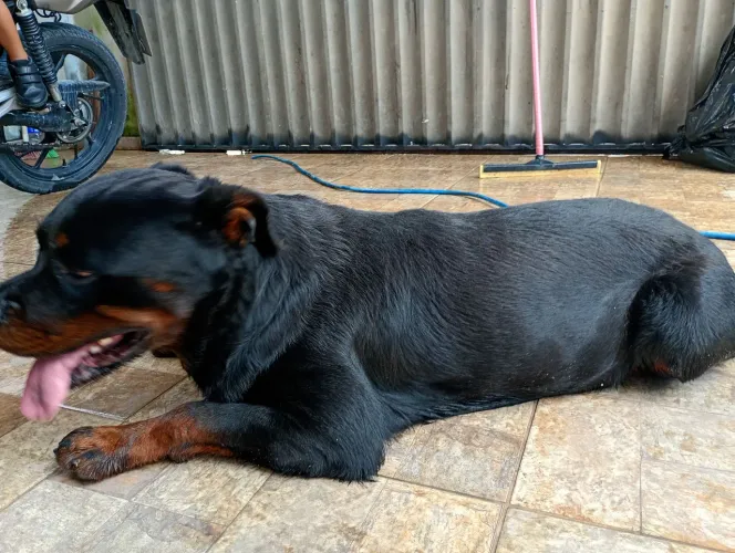 Disponível pra cruza