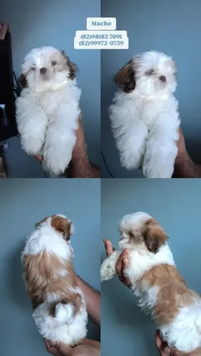 ShihTzu filhotes