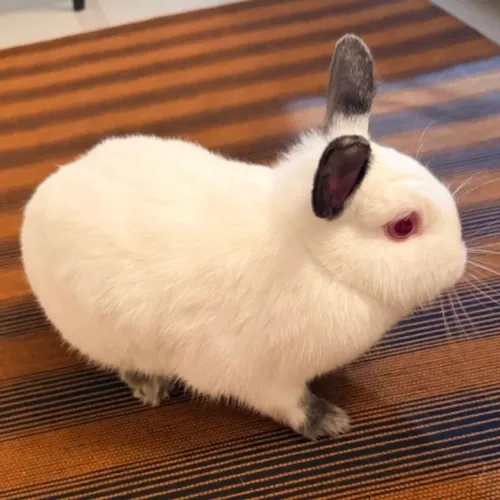 Netherland Dwarf anã  - coelha anã holandês 