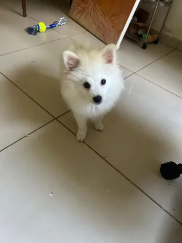 Lulu da Pomerânia Branco Pérola 4 meses.