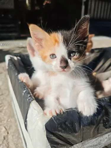 DOAÇÃO GATOS FILHOTES