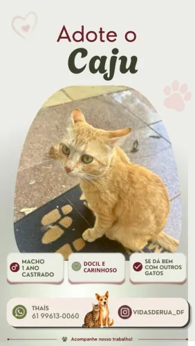 Gatinho amarelo para adoção 