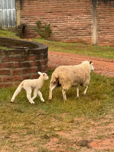 Ovelha Texel com cria ao pé