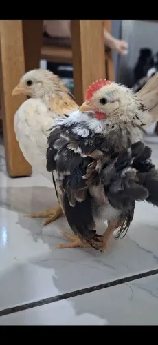 Serama