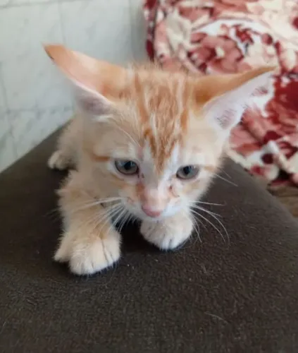Adoção de gato filhotes