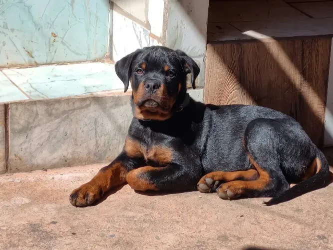 Filhote de Rottweiler com Pedigree (Fêmea)
