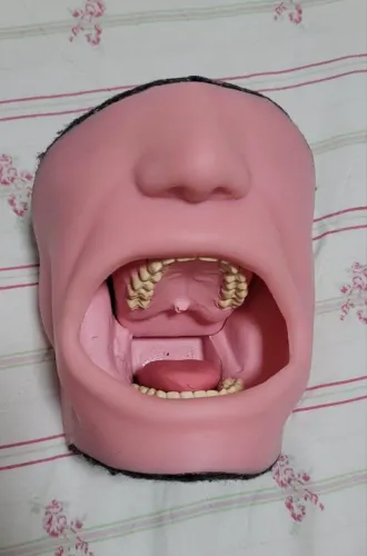 Manequim odontológico- ORAIS