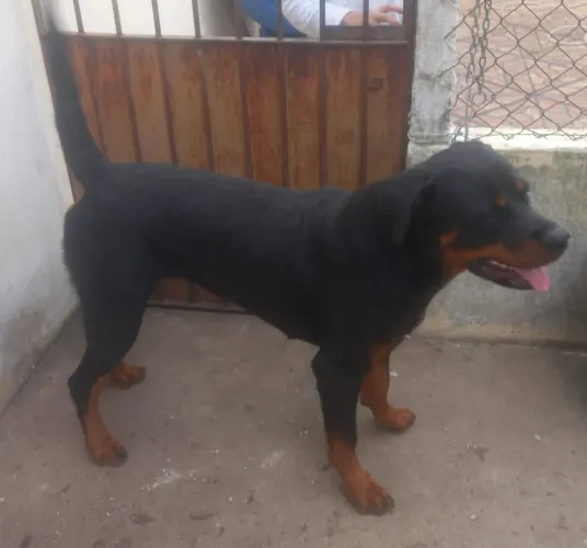 Filhote de Rottweiler