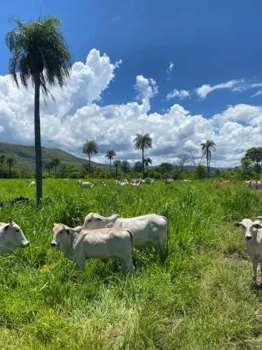 A&M Imoveis vende exlente fazenda em Vila Boa com 152 hectares de muita cultura