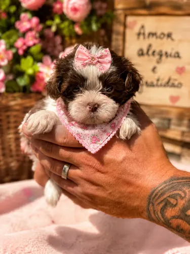 Shihtzu fêmea branca e chocolate olhos verdes! Perfeita 