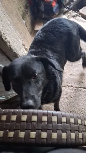 Cachorro 