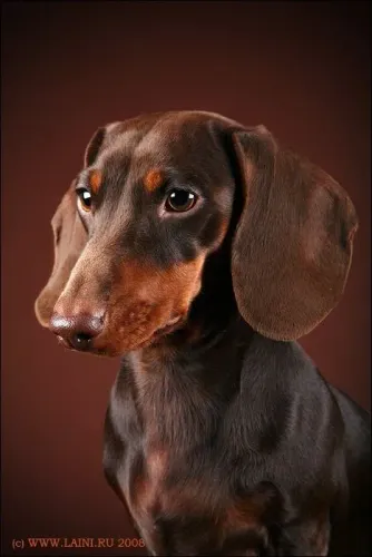 Procuro fêmea chocolate adulta de Dachshund salsicha