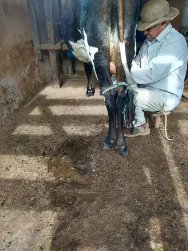 Vende se fazenda 