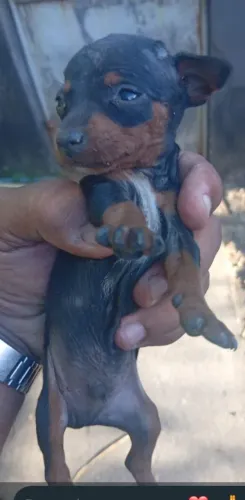 Cachorro ?