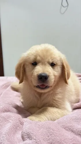 Filhote Macho Golden