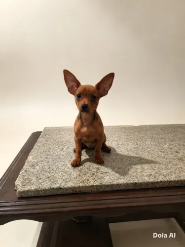 Pinscher Femea