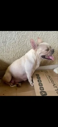 Bulldog francês 