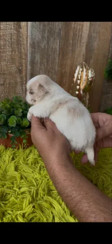 ShihTzu fêmea