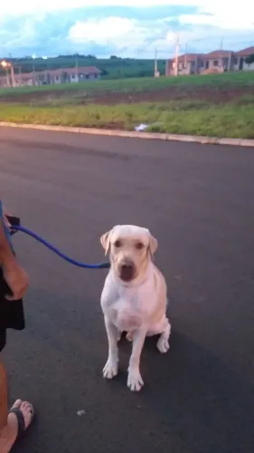 Doação de labrador