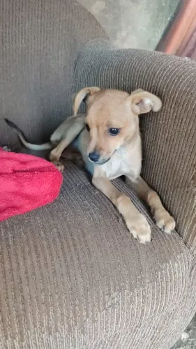 Cachorrinha Pincher 