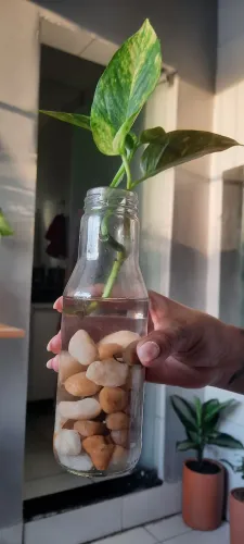 Vendo planta jiboia já em recipiente de vidro com pedras polidas
