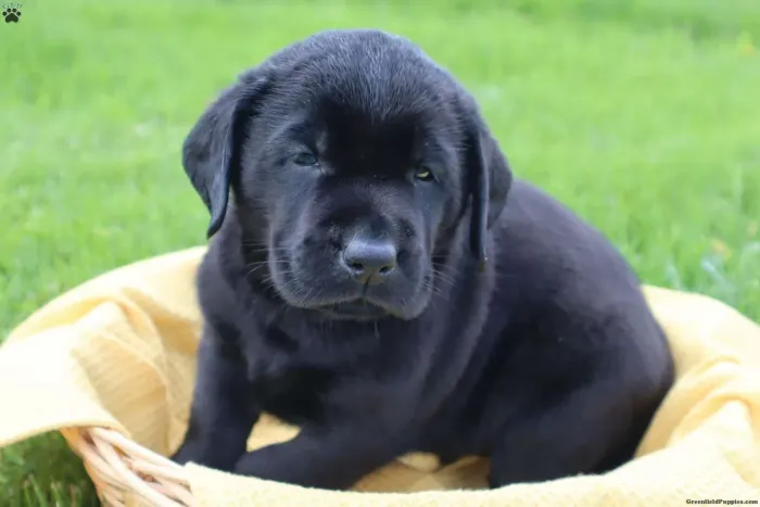 Labrador ? Pronto pra alegrar sua família