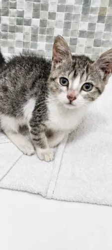 Gatinhas para adoçao responsavel