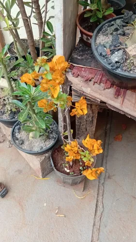 Plantas flores