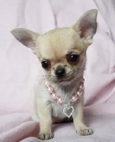 Chihuahua Nova Fase Cheia de Carinho