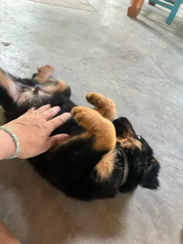 Filhote Rottweiler 2 meses